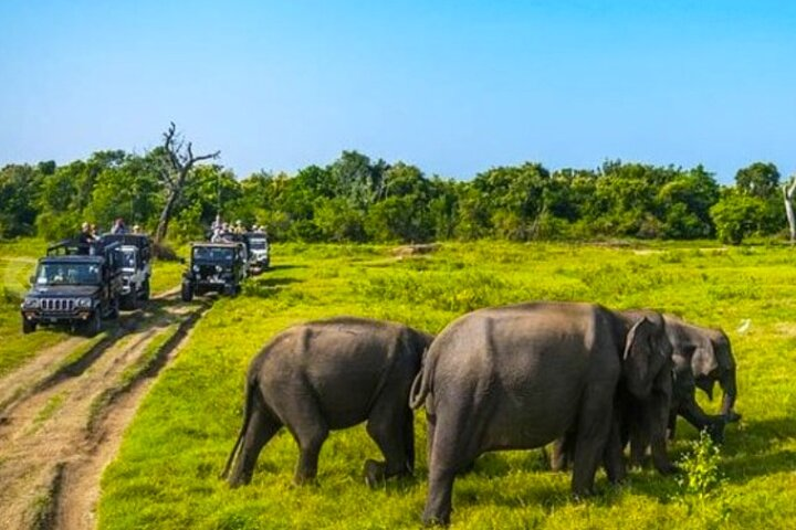 Safari - Minneriya National Park 